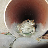 Balearic green toad