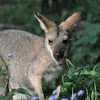 Red-Necked Wallaby