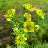 Common Rue