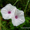 water morning glory