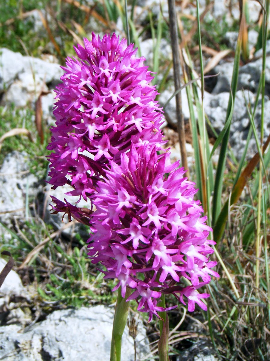 Common Pyramidal Orchid