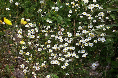 Bellis annua,
Annual Daisy,
Ciuriddu jancu,
Pratolina annuale