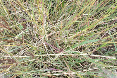 Bothriochloa ischaemum,
bai yang cao,
Barboncino digitato,
capim-cola-de-zorro-amarelo,
Turkestan beard grass,
yellow bluestem