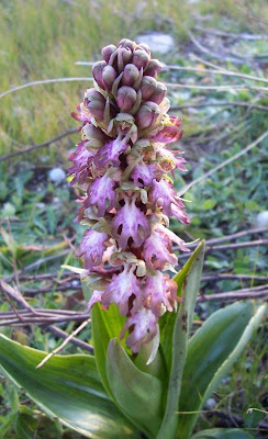 Barlia robertiana,
Barlia,
Giant Orchid