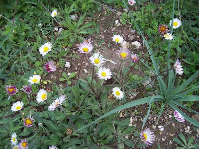 Bellis perennis,
daisy,
English daisy,
European daisy,
Gänseblümchen,
lawn daisy,
lawndaisy,
Margheritina,
Pratolina comune,
Primavera,
pâquerette,
Tausendschön,
vellorita,
Wild Daisy