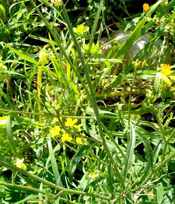 Bunias erucago,
bunias fausse roquette,
Cascellore comune,
crested wartycabbage,
maça-de-bedel,
Morgenländisches Zackenschötchen,
mostacilla,
Southern Warty Cabbage