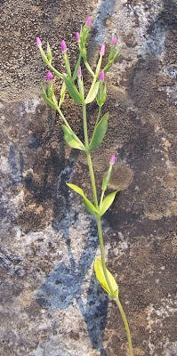 Centaurium pulchellum,
branched centaury,
Centauro elegante,
Slender Centaury