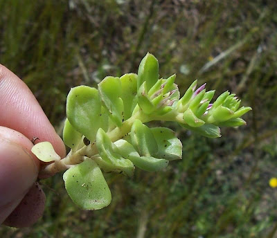 Sedum stellatum,
Borracina spinosa