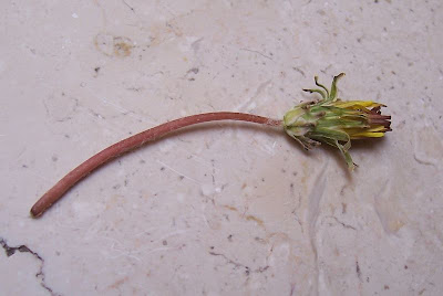 Taraxacum megalorrhizon,
Tarassaco a radice grossa