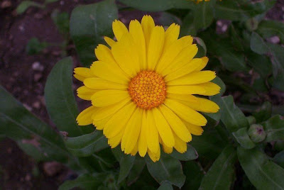 Calendula officinalis,
calendula,
Fiorrancio coltivato,
marigold,
pot marigold,
pot-marigold,
ruddles,
Scotch Marigold,
Scotch-marigold,
Scottish-marigold