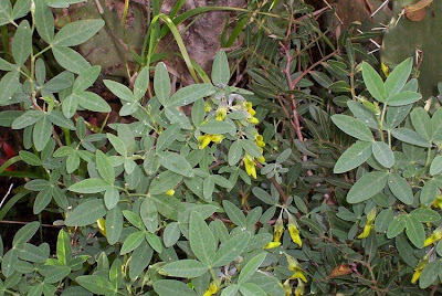 Anagyris foetida,
Carrubazzo,
Legno-puzzo,
Stinking Bean Trefoil