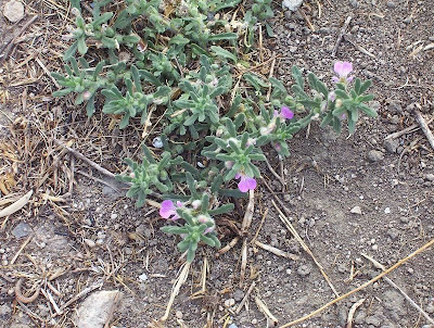 Ajuga iva,
Iva moscata,
Southern Bugle