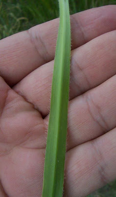 Allium subhirsutum,
Aglio pelosetto,
Hairy Garlic