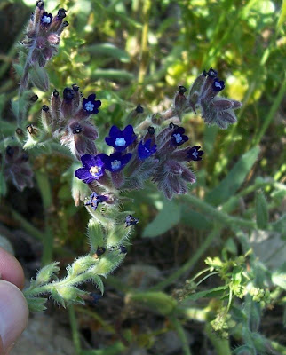 Anchusa hybrida,
Buglossa ibrida