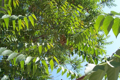 Ailanthus altissima,
ailanthus,
Albero del paradiso,
China-sumac,
Chinese tree-of-heaven,
copal tree,
hemelboom,
stinktree,
tree of heaven,
tree-of-heaven,
varnishtree