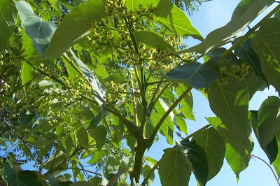 Ailanthus altissima,
ailanthus,
Albero del paradiso,
China-sumac,
Chinese tree-of-heaven,
copal tree,
hemelboom,
stinktree,
tree of heaven,
tree-of-heaven,
varnishtree