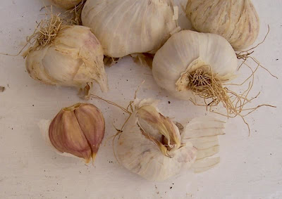 Allium sativum,
Aglio comune,
alho,
alho-bravo,
alho-comum,
alho-hortense,
cultivated garlic,
garlic