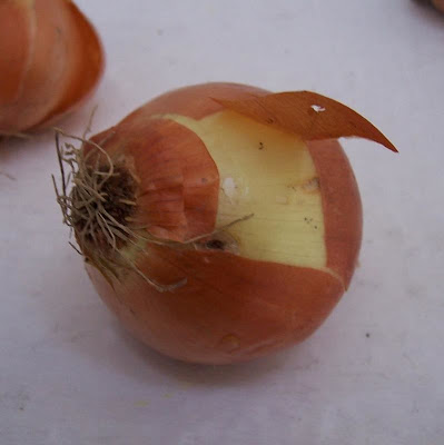 Allium cepa,
Cipolla,
garden onion,
onion,
shallot