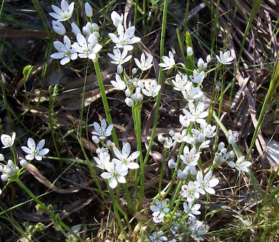 Allium subhirsutum,
Aglio pelosetto,
Hairy Garlic