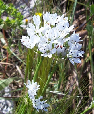 Allium subhirsutum,
Aglio pelosetto,
Hairy Garlic