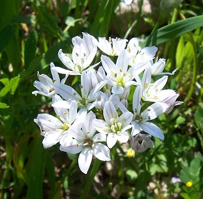 Allium trifoliatum,
Aglio a tre foglie,
Pink Garlic