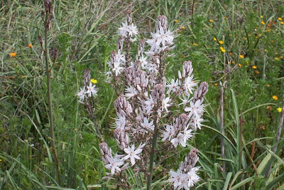 Asphodelus microcarpus,
Asfodelo mediterraneo,
Porraccio