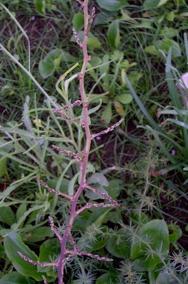 Asparagus acutifolius,
Asparago pungente,
Wild Asparagus