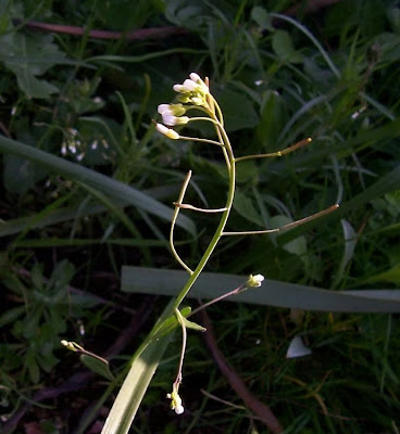 Arabidopsis thaliana,
Arabetta comune,
arabette de Thalius,
arabidopsis,
erva-estrelada,
mouse-ear cress,
mouseear cress,
Schmalwand,
Thale Cress