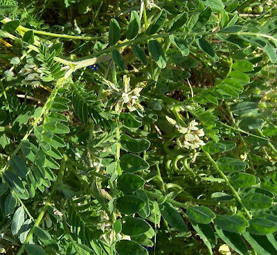 Astragalus hamosus,
Astragalo falciforme,
European milkvetch,
milkvetch,
Southern Milk Vetch