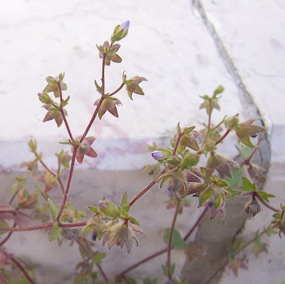 Campanula erinus,
Campanula minore,
Small Bellflower