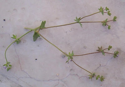 Campanula erinus,
Campanula minore,
Small Bellflower