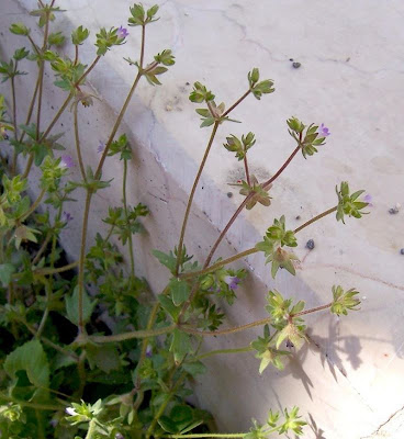 Image of Campanula erinus,
Campanula minore,
Small Bellflower Campanula erinus,
Campanula minore,
Small Bellflower