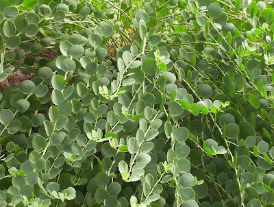 Capparis spinosa,
alcaparra,
alcaparro,
caper,
Caper Plant,
caperbush,
Cappero comune,
Common Caper,
câprier,
Kapernstrauch