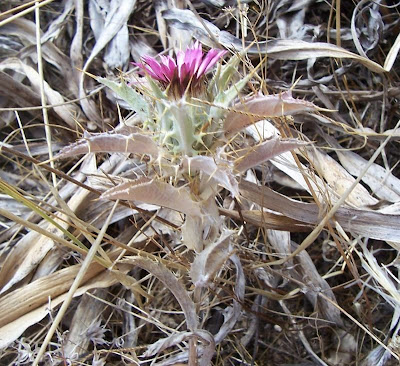 Carlina lanata,
Carlina lanosa,
Woolly Carline Thistle