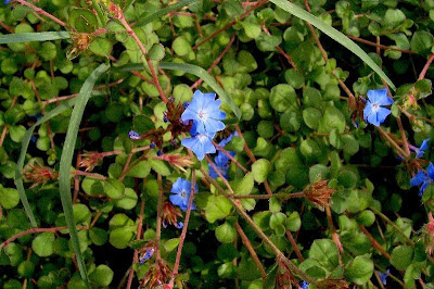 Ceratostigma plumbaginoides,
blue leadwood,
Ceratostigma,
lan xue hua,
Leadwort