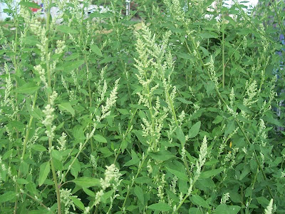 Chenopodium album,
anserina-branca,
ansérine blanche,
ançarinha-branca,
armuelle,
catassol,
cenizo blanco,
chénopode blanc,
common lambsquarters,
erva-formigueira-branca,
falsa-erva-de-Santa-Maria,
Farinello comune,
fat-hen