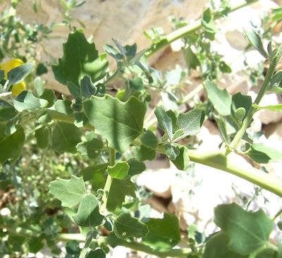 Chenopodium opulifolium,
chénopode à feuilles d' obier,
couve-maltesa,
Farinello viburniforme,
Grey Goosefoot,
Schneeballblättriger Günsefuß,
seaport goosefoot