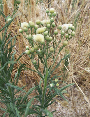 Conyza bonariensis,
asthmaweed,
avoadinha-peluda,
flax-leaf fleabane,
flaxleaved fleabane,
hairy fleabane,
jopo de zorra,
Saeppola di Buenos Aires,
Südamerikanisches Berufskraut,
wavy-leaf fleabane,
érigéron crépu