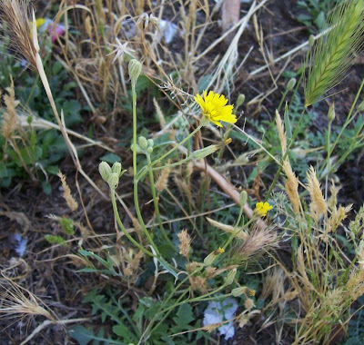 Crepis bursifolia,
Italian hawksbeard,
Radicchiella tirrenica