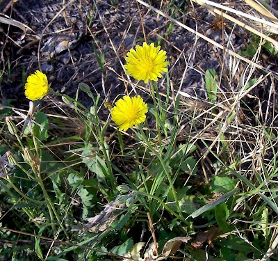 Crepis bursifolia,
Italian hawksbeard,
Radicchiella tirrenica