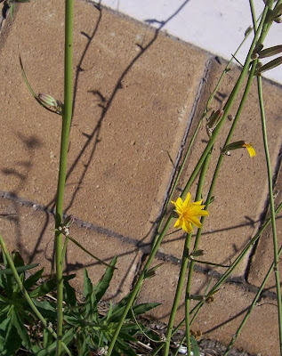 Chondrilla juncea,
achicoria dulce,
Binsen-Knorpellattich,
chondrille,
condrila,
gum succory,
hogbite,
Lattugaccio comume,
leituga-branca,
nakedweed,
rush skeleton-weed,
rush skeletonweed,
skeletonweed