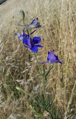 Consolida ajacis,
doubtful knight's spur,
doubtful knight's-spur,
Gartenrittersporn,
Larkspur,
rocket larkspur,
Speronella Fior-cappuccio