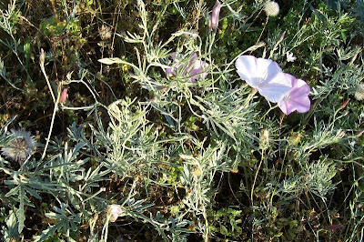 Convolvulus elegantissimus,
Vilucchio elegantissimo