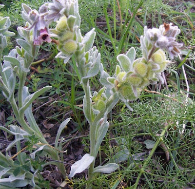 Cynoglossum cheirifolium,
Lingua di cane giallastra