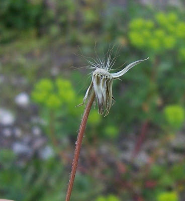 Crepis sancta,
crépis de Nîmes,
Griechischer Pippau,
Radicchiella di Terrasanta