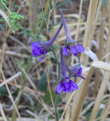 Delphinium halteratum,
Speronella comune,
Winged Larkspur