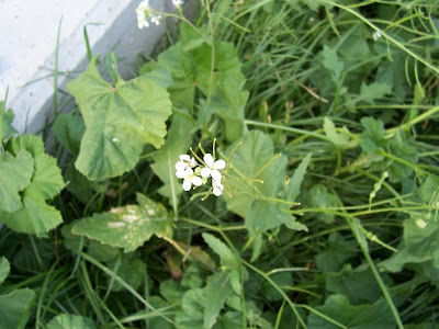 Diplotaxis erucoides,
fausse roquette,
jaramago blanco,
Rauken-Doppelsame,
Ruchetta violacea,
white rocket,
White Wall Rocket,
white wallrocket