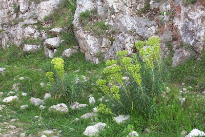 Euphorbia characias,
Albanian spurge,
Euforbia cespugliosa,
Mediterranean Spurge