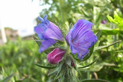 Echium plantagineum,
bloudissel,
blueweed,
Paterson's-curse,
pers-echium,
purple echium,
purple viper's-bugloss,
purple-bugloss,
Riverina bluebell,
Salvation Jane,
sonaja,
Viper's Bugloss,
viper's-bugloss,
Viperina piantagginea