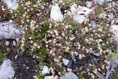 Erophila verna,
Draba primaverile,
drave printanière,
Frühlings-Hungerblümchen,
Whitlow Grass